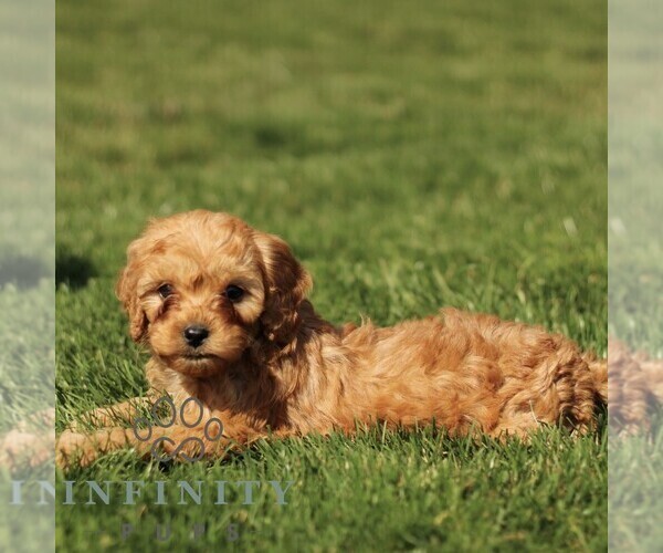 Medium Photo #3 Cavapoo (Miniature) Puppy For Sale in RONKS, PA, USA