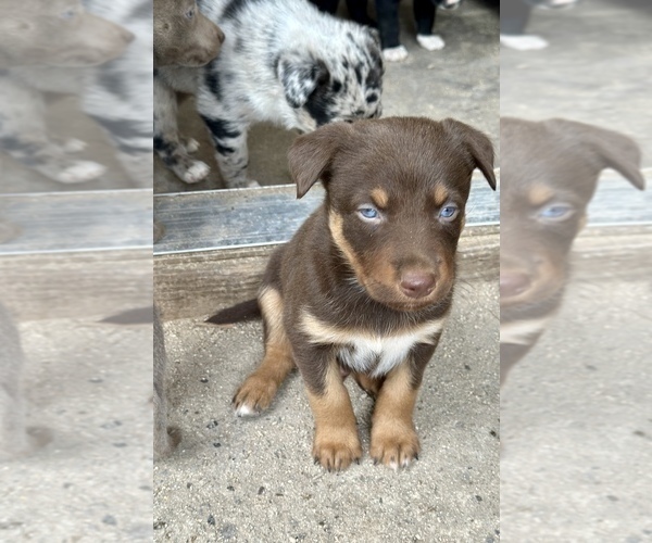 Medium Photo #13 Border Kelpie Puppy For Sale in CAMAS, WA, USA