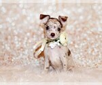 Puppy Gretchen Chihuahua