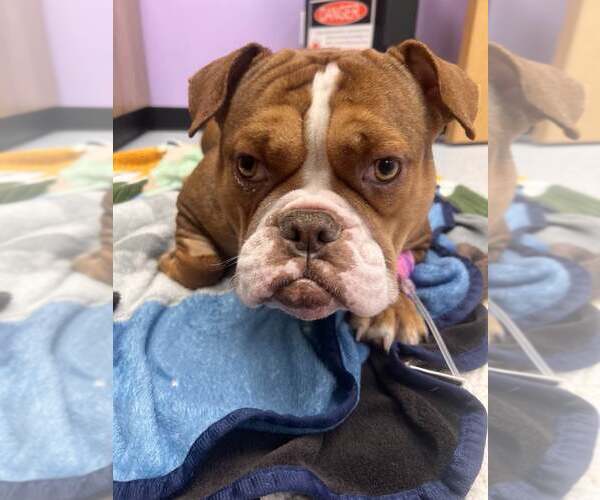 Medium Photo #3 Bulldog-Unknown Mix Puppy For Sale in Belleville, MI, USA
