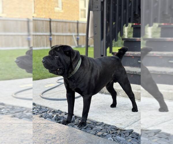 Medium Photo #3 Chinese Shar-Pei Puppy For Sale in Crete, IL, USA