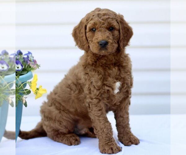 Medium Photo #1 Goldendoodle (Miniature) Puppy For Sale in RONKS, PA, USA