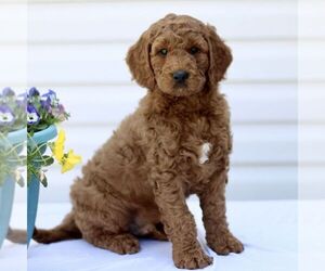 Goldendoodle (Miniature) Puppy for sale in RONKS, PA, USA