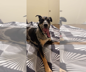 Catahoula Leopard Dog Dogs for adoption in San Angelo, TX, USA