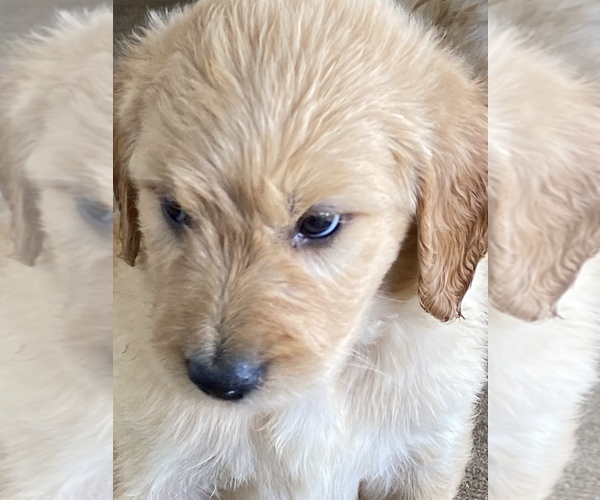 Medium Photo #3 Goldendoodle Puppy For Sale in WALNUT GROVE, MO, USA