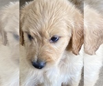 Small Photo #3 Goldendoodle Puppy For Sale in WALNUT GROVE, MO, USA