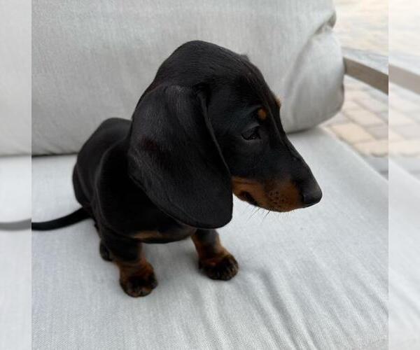 Medium Photo #5 Dachshund Puppy For Sale in Los Angeles, CA, USA
