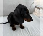 Small #4 Dachshund