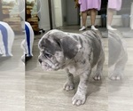 Small #8 French Bulldog