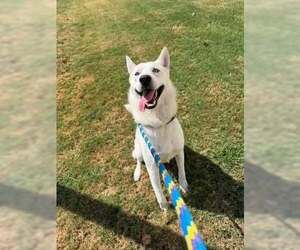 Bud - Male Siberian Husky-Unknown Mix Dog for Adoption - Photo #2