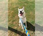 Small Photo #2 Siberian Husky-Unknown Mix Puppy For Sale in Rowlett, TX, USA