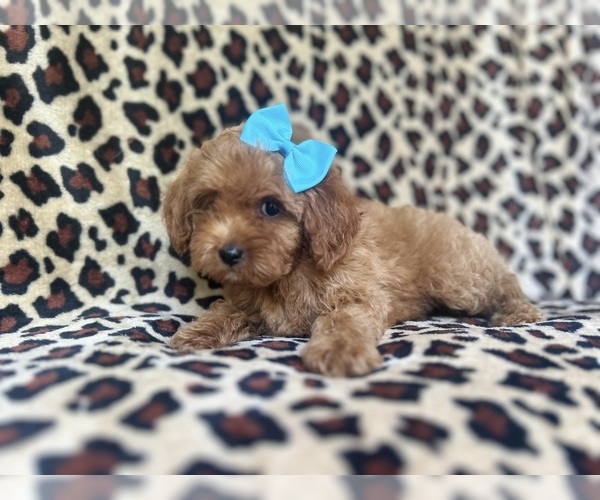 Medium Photo #5 Cock-A-Poo Puppy For Sale in LAKELAND, FL, USA