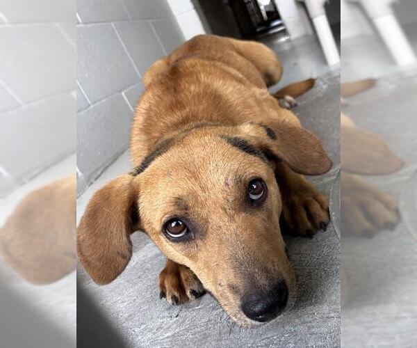 Medium Photo #1 Carolina Dog-Unknown Mix Puppy For Sale in Rosenberg, TX, USA