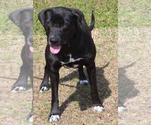 Labrador Retriever-Unknown Mix Dogs for adoption in Prattville, AL, USA