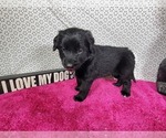Small #5 Golden Mountain Dog