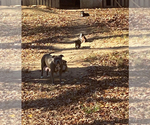 Small Photo #1 American Pit Bull Terrier Puppy For Sale in BROCKTON, MA, USA