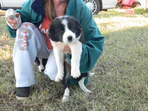 Medium Photo #1 Border Collie Puppy For Sale in VERDEN, OK, USA