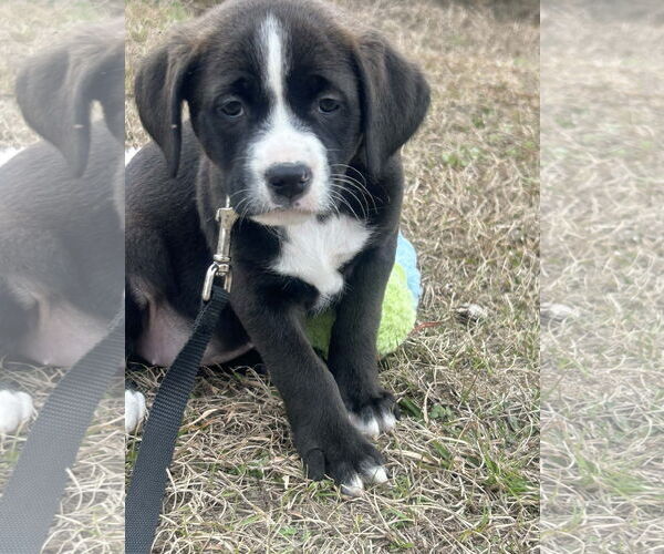 Medium Photo #2 Mutt Puppy For Sale in Tarrytown, GA, USA