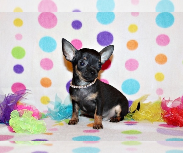 Medium Photo #25 Chihuahua Puppy For Sale in CHARLESTON, AR, USA