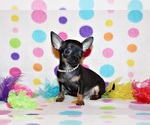 Small #1 Chihuahua