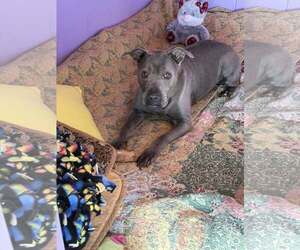 Rayna - Female American Pit Bull Terrier-American Staffordshire Terrier Mix Dog for Adoption - Photo #4