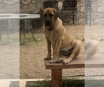 Small Photo #125 Boerboel Puppy For Sale in LAS CRUCES, NM, USA