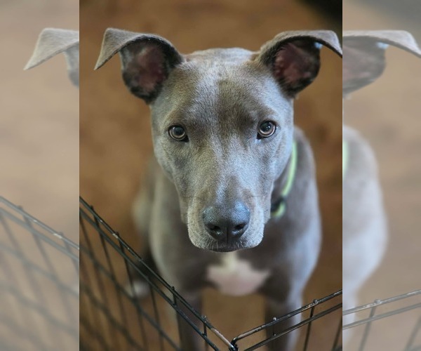 Medium Photo #1 American Pit Bull Terrier-Unknown Mix Puppy For Sale in Minneapolis, MN, USA