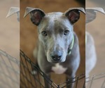Small American Pit Bull Terrier Mix
