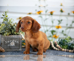 Small Photo #7 Dachshund Puppy For Sale in ELIZABETHTOWN, PA, USA
