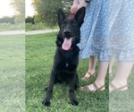 Small #6 German Shepherd Dog