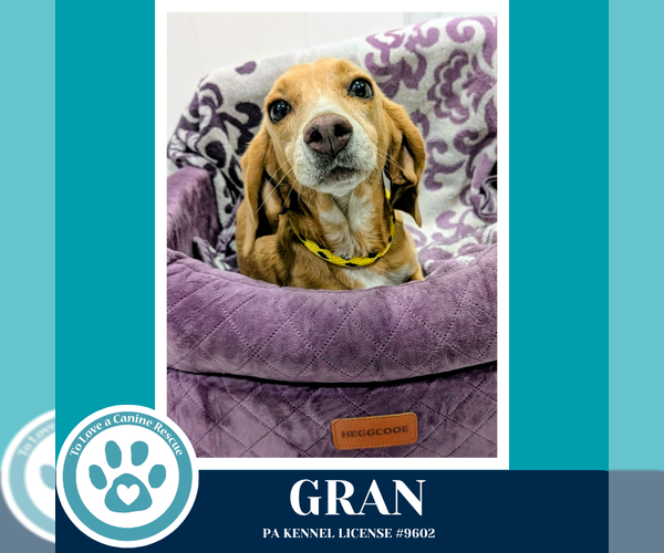 Medium Photo #2 Beagle-Unknown Mix Puppy For Sale in Kimberton, PA, USA