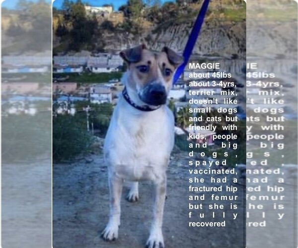 Medium Photo #1 Mutt Puppy For Sale in Woodland Hills, CA, USA