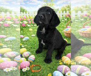 Labradoodle Puppy for sale in PRESCOTT VALLEY, AZ, USA