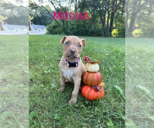 Medium Photo #1 American Pit Bull Terrier Puppy For Sale in PRESTON, CT, USA