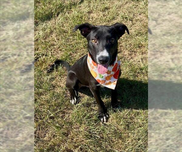 Medium Photo #2 Greyhound-Unknown Mix Puppy For Sale in Conroe, TX, USA