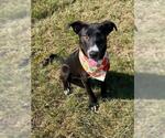 Small #1 Greyhound Mix