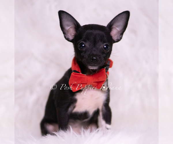 Medium Photo #5 Chihuahua Puppy For Sale in WARSAW, IN, USA