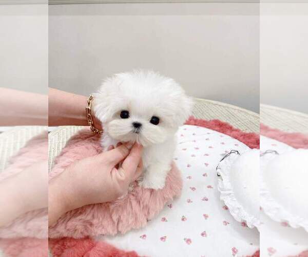 Medium Photo #3 Maltese Puppy For Sale in CLERMONT, FL, USA