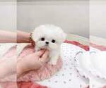 Small #2 Maltese