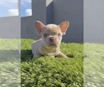 Small #16 French Bulldog