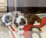 Small Photo #1 Miniature Australian Shepherd Puppy For Sale in HORSE CAVE, KY, USA