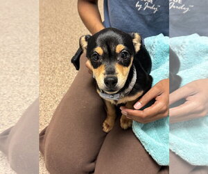 Chihuahua-Unknown Mix Dogs for adoption in Sanford, FL, USA