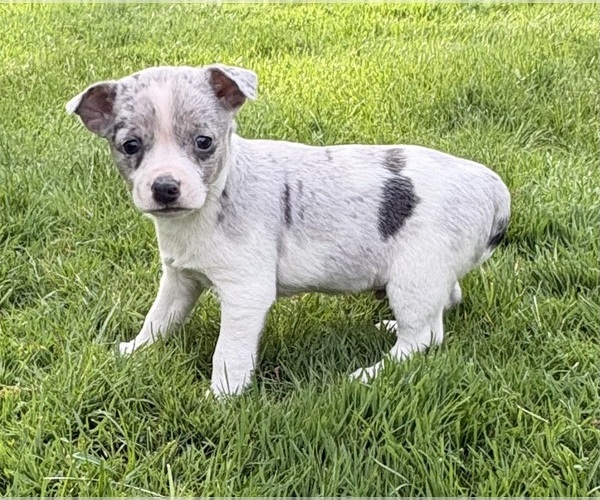 Medium Photo #7 Chihuahua Puppy For Sale in FAIR HAVEN, MI, USA
