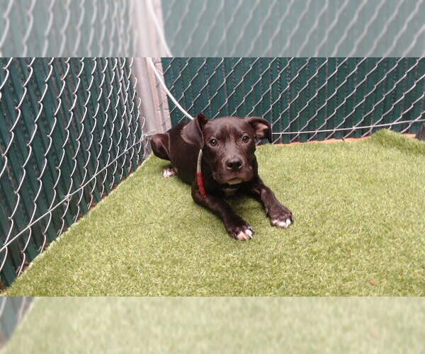 Medium Photo #1 Mutt Puppy For Sale in Downey, CA, USA
