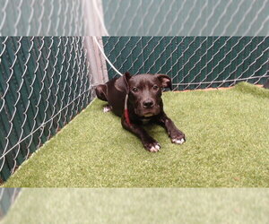 Mutt Dogs for adoption in Downey, CA, USA