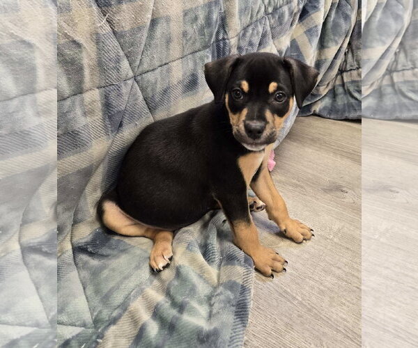 Medium Photo #3 Mutt Puppy For Sale in Cliffwood, NJ, USA