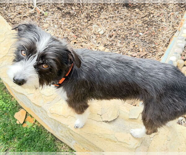 Medium Photo #7 Mutt Puppy For Sale in Corona, CA, USA