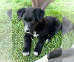 Small #2 Border Collie-Great Pyrenees Mix