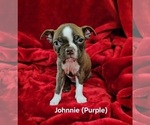 Puppy Sold Johnnie Boston Terrier