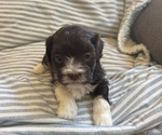 Puppy Tim Havanese